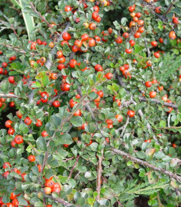 Cotoneaster apiculatus Tom Thumb (Tom Thumb Cotoneaster)