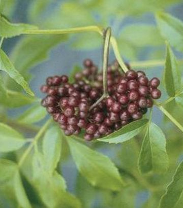Sambucus canadensis Adams (Adams Elderberry)