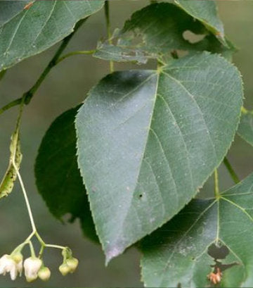 Tilia americana (American Basswood)
