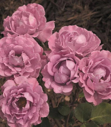 Rosa Angel Face (Angel Face Floribunda Rose)