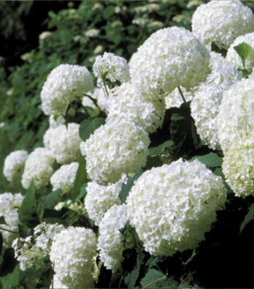 Hydrangea arborescens 'Annabelle' (Annabelle Smooth Hydrangea)