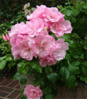 Rosa Flower Carpet Apple Blossom (Apple Blossom Flower Carpet Rose)