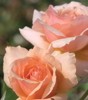 Rosa Apricot Candy™; (Apricot Candy™; Hybrid Tea Rose)