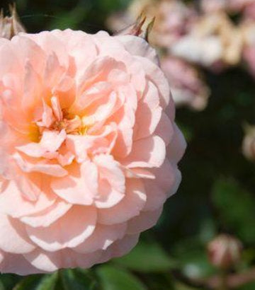 Rosa Apricot Drift® (Apricot Drift® Rose)