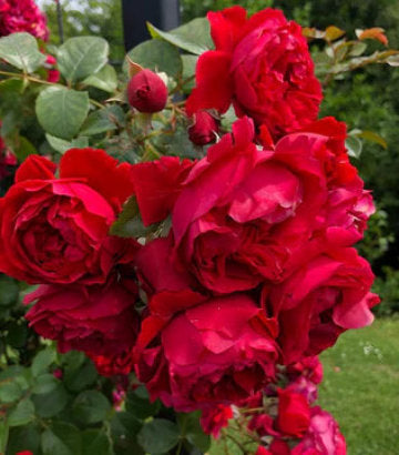 Rosa Arborose® Florentina™; (Arborose® Florentina™; Climbing Rose)