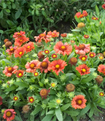 Gaillardia Arizona Red (Arizona Red Blanket Flower)