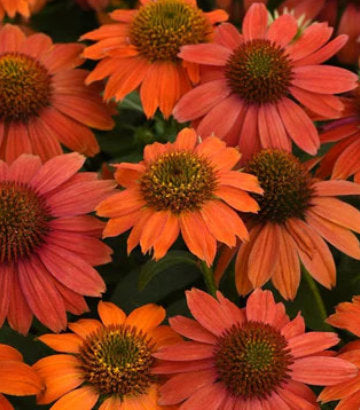 Echinacea Artisan™; Red Ombre (Artisan™; Red Ombre Coneflower)