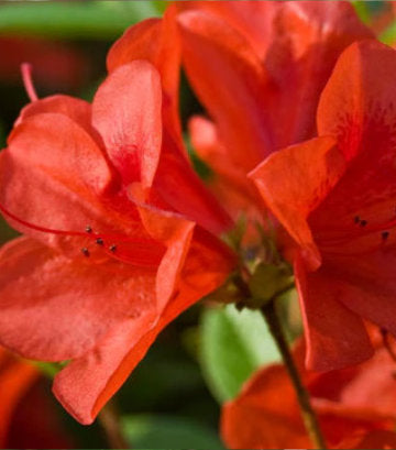 Azalea Encore® Autumn Bravo® (Autumn Bravo® Reblooming Azalea)