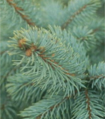 Picea pungens Baby Blue (Baby Blue Blue Spruce)