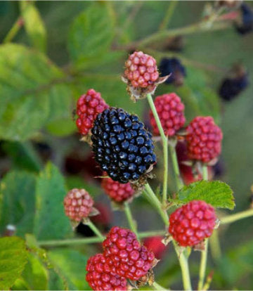 Rubus Bushel and Berry® Baby Cakes® (Baby Cakes® Dwarf Thornless Blackberry)