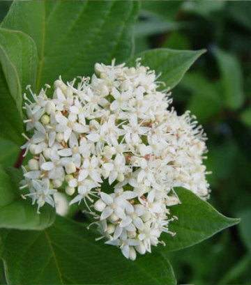 Cornus sericea 'Baileyi' (Bailey's Red Twig Dogwood)