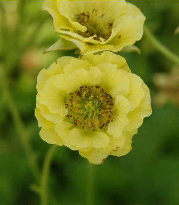Geum Cocktail™; Banana Daiquiri (Banana Daiquiri Avens)