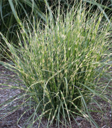 Miscanthus sinensis Bandwidth (Bandwidth Maiden Grass)