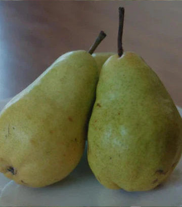 Pyrus X Bartlett (Bartlett Pear)