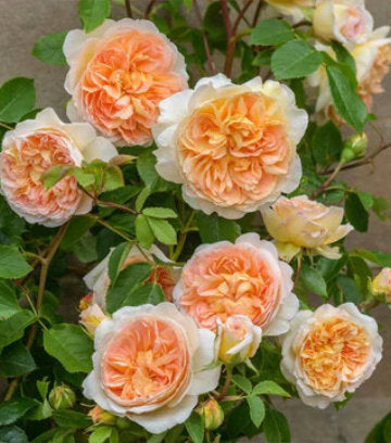 Rosa Bathsheba™; (Bathsheba™; English Rose)