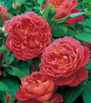Rosa Benjamin Britten™; (Benjamin Britten™; English Rose)