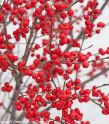 Ilex verticillata Berry Poppins® (Berry Poppins® Winterberry)