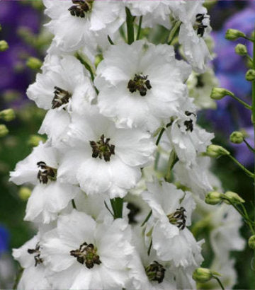 Delphinium 'Black Eyed Angels' (Black Eyed Angels Hybrid Bee Delphinium)