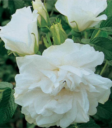 Rosa Blanc Double De Coubert (Blanc Double de Coubert Hybrid Rugosa Rose)