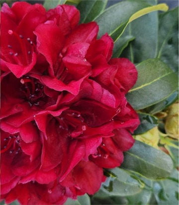 Rhododendron Blood Moon (Blood Moon Rhododendron)