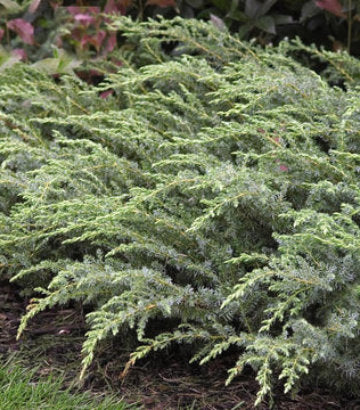Juniperus comm. 'Blueberry Delight' (Blueberry Delight Juniper)