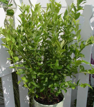Vaccinium corymbosum Blue Jay (Blue Jay Blueberry)