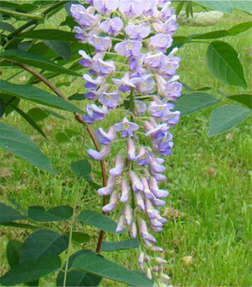 Wisteria macro. Blue Moon (Blue Moon Wisteria)