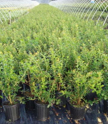 Vaccinium corymbosum Blue Ray (Blueray Blueberry)