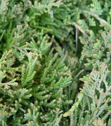 Juniperus horizontalis 'Wiltoni' (Blue Rug Juniper)