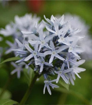 Amsonia tabernaemontana (Bluestar)