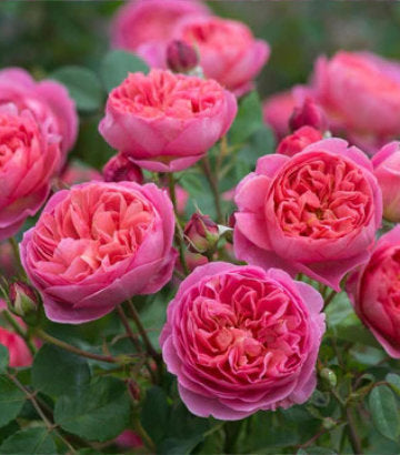 Rosa Boscobel (Boscobel English Shrub Rose)