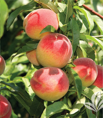 Prunus persica 'Bounty' (Bounty Peach)