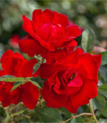 Rosa Brick House™; (Brick House™; Rose)