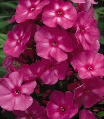 Phlox paniculata Bubblegum Pink™; (Bubblegum Pink™; Garden Phlox)