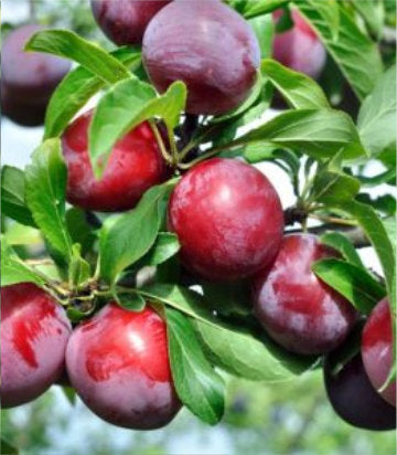 Prunus salicina 'Burbank' (Burbank Japanese Plum)