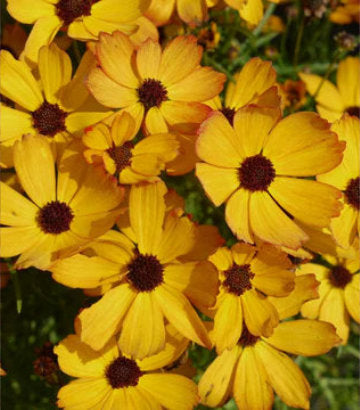 Coreopsis Permathread™; 'Butter Rum' (Butter Rum Tickseed)