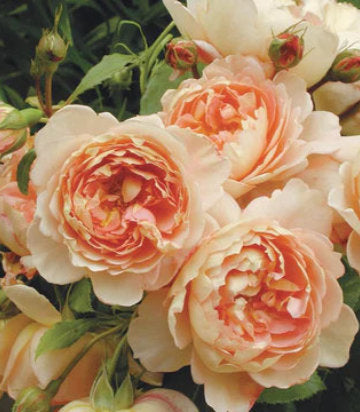 Rosa Carding Mill™; (Carding Mill™; English Rose)