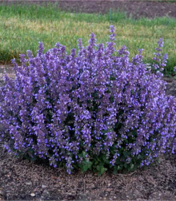 Nepeta hybrid 'Cat's Pajamas' (Cat's Pajamas Catmint)