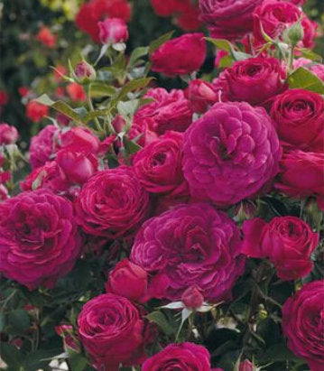 Rosa Celestial Night™; (Celestial Night™; Floribunda Rose)