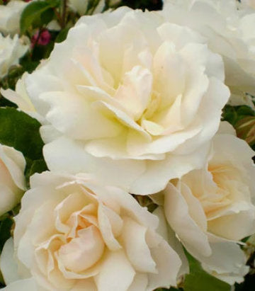 Rosa Easy Elegance® Champagne Wishes (Champagne Wishes Shrub Rose)