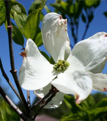 Cornus florida 'Cherokee Princess' (Cherokee Princess Flowering Dogwood)
