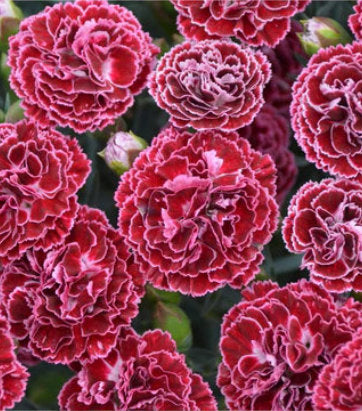 Dianthus hybrid Fruit Punch® 'Cherry Vanilla' (Cherry Vanilla Pinks)