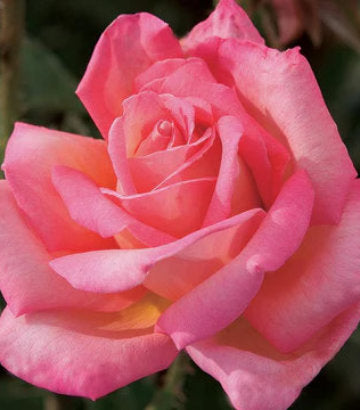 Rosa 'Chicago Peace' (Chicago Peace Rose Hybrid Tea Rose)