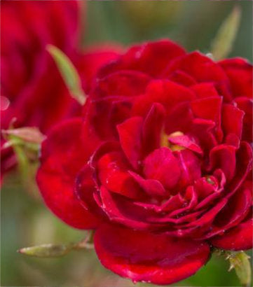 Rosa Easy Elegance® Chi™; (Chi™; Rosa)