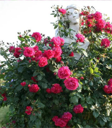 Rosa Laguna® (Climbing Rose)