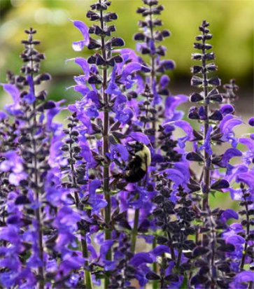 Salvia hybrid Color Spires® Indiglo Girl (Color Spires® Indiglo Girl Perennial Salvia)