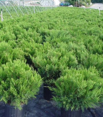 Juniperus hor. P.C. Youngstown (Compact Andorra Juniper)