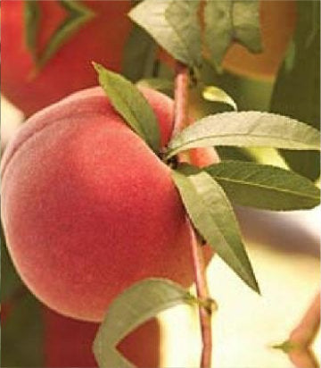 Prunus Contender (Contender Peach)