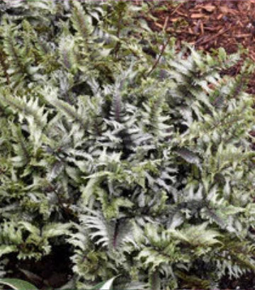 Anthyrium niponicum 'Crested Surf' (Crested Japanese Painted Fern)