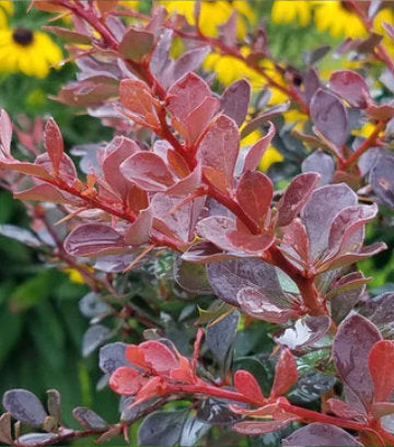 Berberis WorryFree® Crimson Cutie® (Crimson Cutie® Barberry)